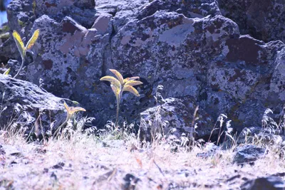 DSC_2243 (Large).JPG